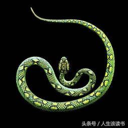 六月之蛇,神秘传说与自然奇观揭秘