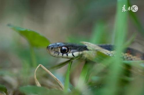六月之蛇,神秘传说与自然奇观揭秘