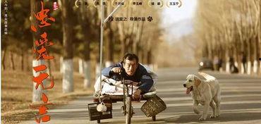 忠爱无言,动物与人类情感共鸣的动人故事