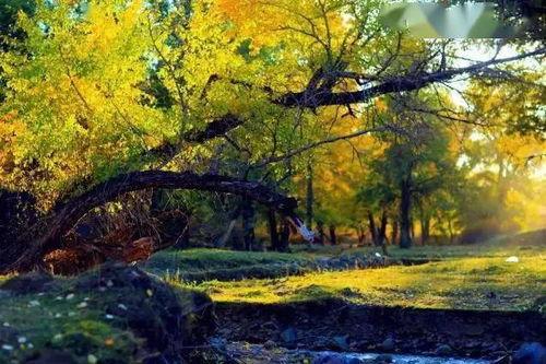 麻雀沟,探寻自然奇观与民俗文化的交融之地