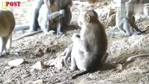 坏猴子,揭秘电影背后的疯狂创意与不羁灵魂