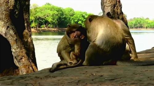 坏猴子,揭秘电影背后的疯狂创意与不羁灵魂