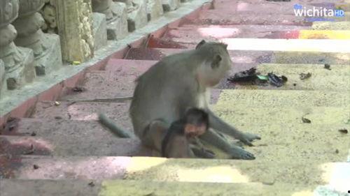 坏猴子,揭秘电影背后的疯狂创意与不羁灵魂